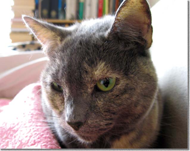 ホリー近接写真